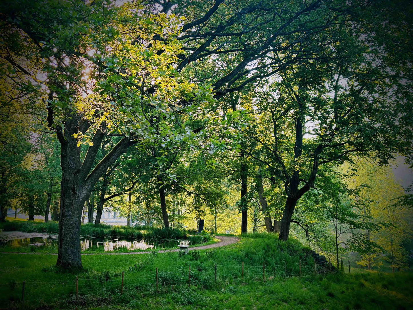 Metsäkylpy ⌘ Guided Forest Bathing