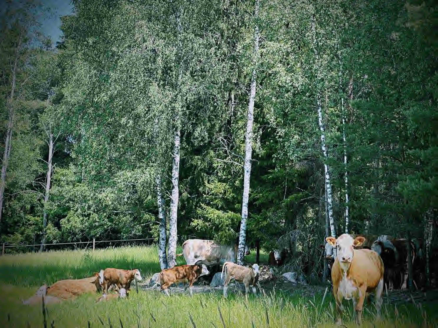 Metsäkylpy ⌘ Guided Forest Bathing