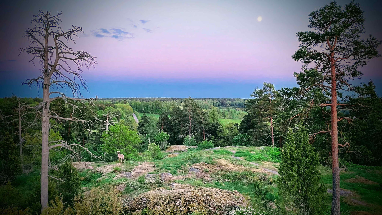 Metsäkylpy ⌘ Guided Forest Bathing