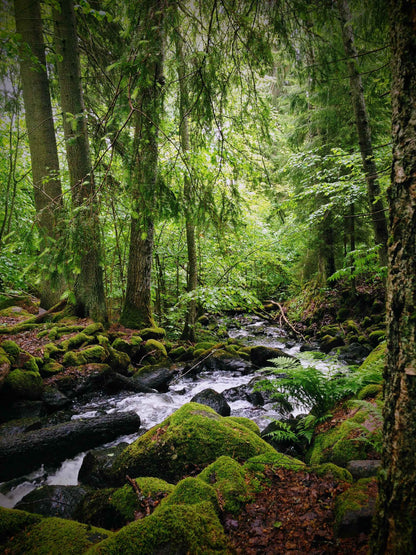 Metsäkylpy, tarinavaellus ja luontorituaali